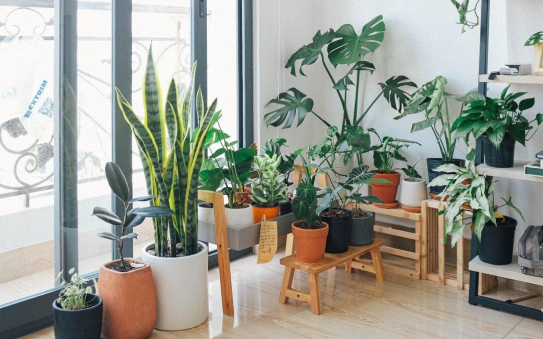 Keep Your Home Clean With Dust-Reducing Houseplants