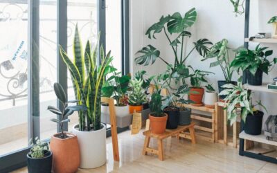 Keep Your Home Clean With Dust-Reducing Houseplants